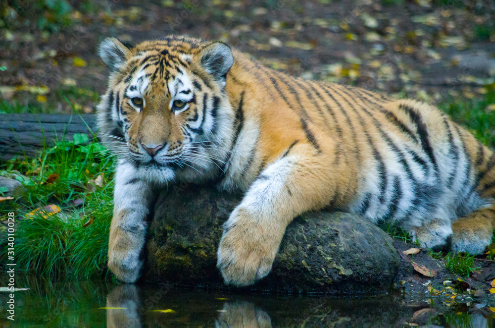 Naklejka premium Siberian tiger