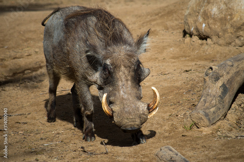 The desert warthog (Phacochoerus aethiopicus) is found in northern Kenya and Somalia, and possibly Djibouti, Eritrea, and Ethiopia. photo