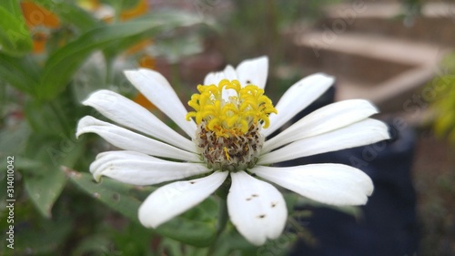 White Flower Photo Close up In Garden with Bokeh