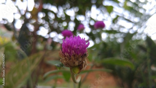Kenop Flower Pink Photo Close up In Garden with Bokeh