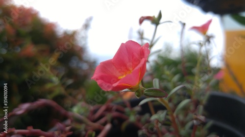 Pink Rose Moss and Yellow Rose Moss Photo in Garden Background