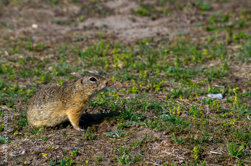 European ground squirrel (Spermophilus citellus) in his natural environment