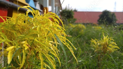 Yellow Leaf or Yellow Brocoli Flower beautiful Photo Stock in Garden