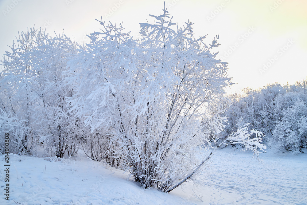 Landscape with tree in the foreground and field in the distance on a winter day Landscape with tree in the foreground and field in the distance on a winter day