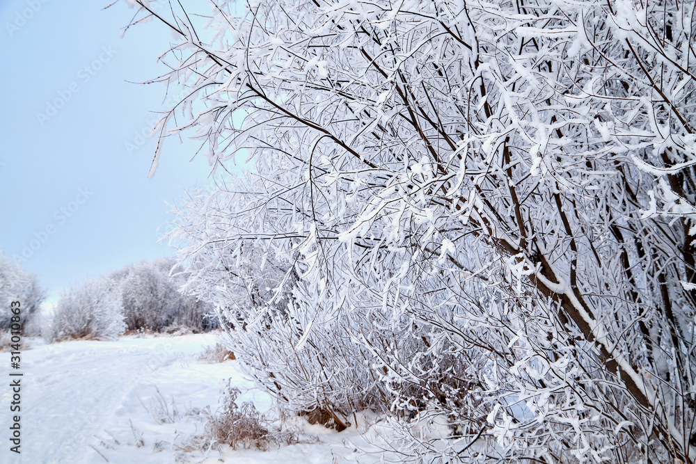 Landscape with tree in the foreground and field in the distance on a winter day Landscape with tree in the foreground and field in the distance on a winter day