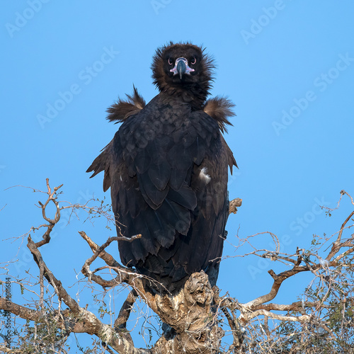 Cinereous Vulture photo