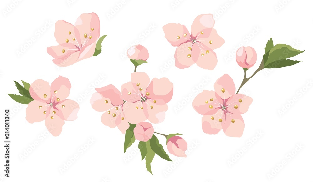 Cherry flowers. Vector illustration, set of blooming sakura twigs