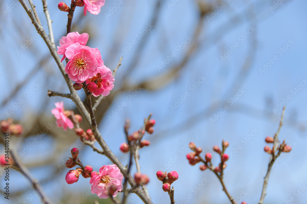 梅の花 梅の花