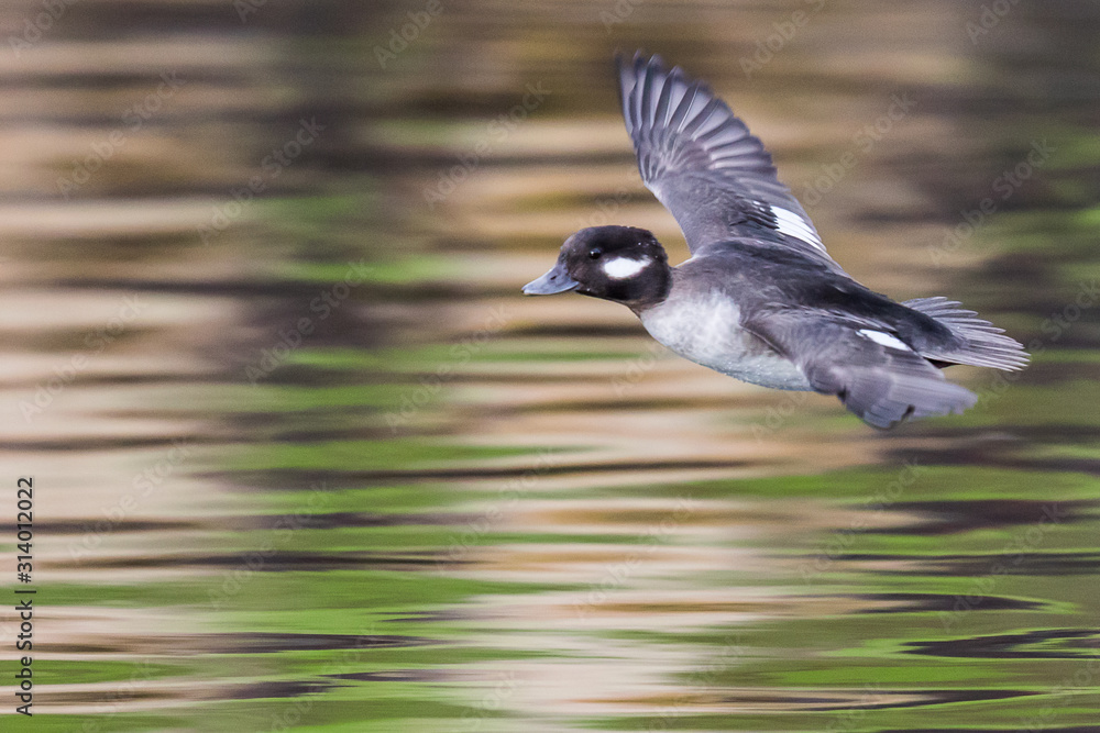Hen Bufflehead Sails Over a Forest Pond Hen Bufflehead Sails Over a Forest Pond