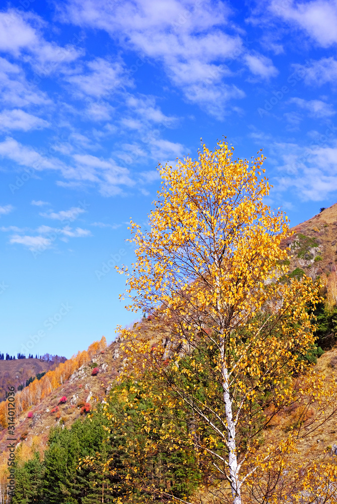 Bright birch in the sunlight on the background of a blue sky with clouds; golden autumn concept