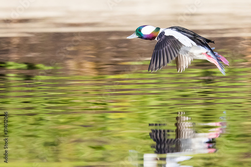 Drake Bufflehead Sails Over a Forest Pond in Morning Light