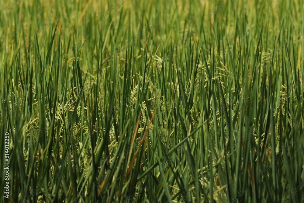Obraz premium green rice field