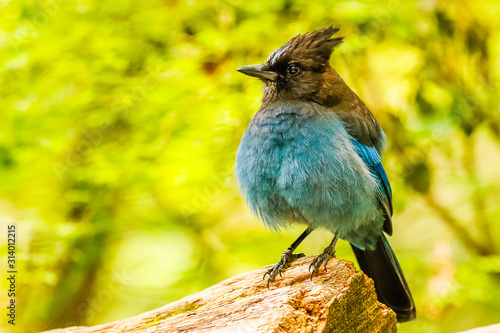 Curious Stellar Jay Looks for a Handout in Exchange for a Photo photo