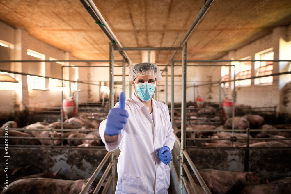 Successful veterinarian service. Portrait of veterinarian in white protective suit with hairnet and mask standing in pig pen and showing thumbs up at pig farm. Taking good care of animals.