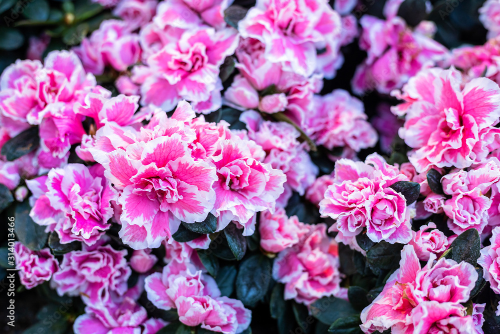 beautiful Pink carnations flowers in the garden with green leaves blossom Summer nature background beautiful Pink carnations flowers in the garden with green leaves blossom Summer nature background