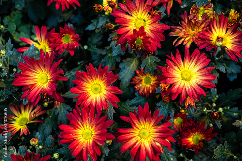 Beautiful Flowering Red  orange and yellow chrysanthemums in autumn garden flowers Background