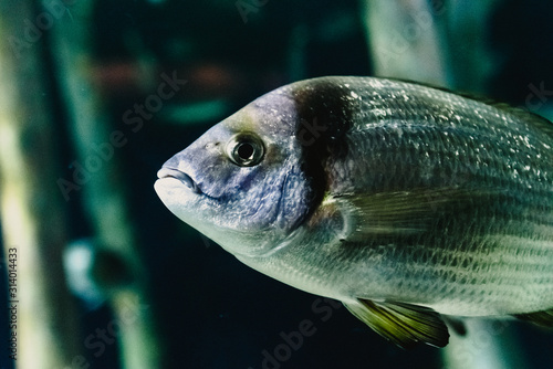 Fototapeta Naklejka Na Ścianę i Meble -  Saddled seabream, Oblada, swimming in seaweed in a captive aquarium.