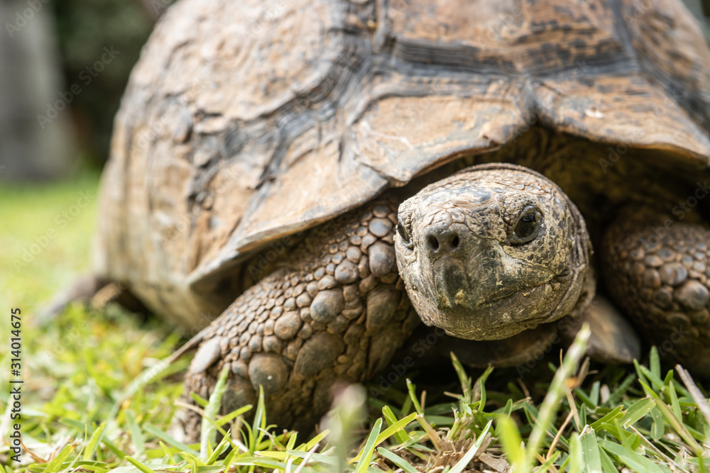 An old tortoise (not a turtle) slowly walking on the grass in Durban, South Africa An old tortoise (not a turtle) slowly walking on the grass in Durban, South Africa
