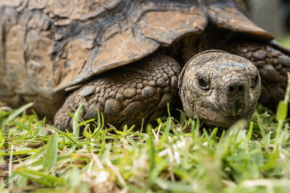 An old tortoise (not a turtle) slowly walking on the grass in Durban, South Africa An old tortoise (not a turtle) slowly walking on the grass in Durban, South Africa