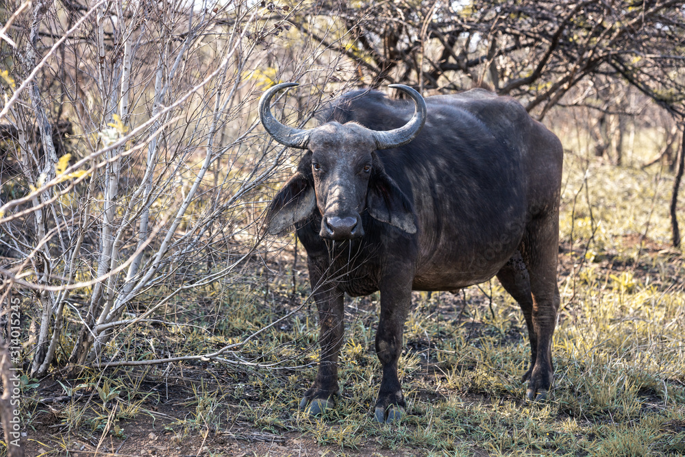 Obraz premium A gnu (wildebeest) portrayed during a safari in the Hluhluwe - imfolozi National Park in South Africa