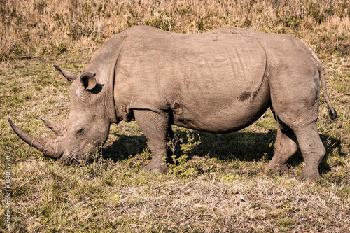 A white rhino eating grass during a safari in the Hluhluwe - imfolozi National Park in South Africa
