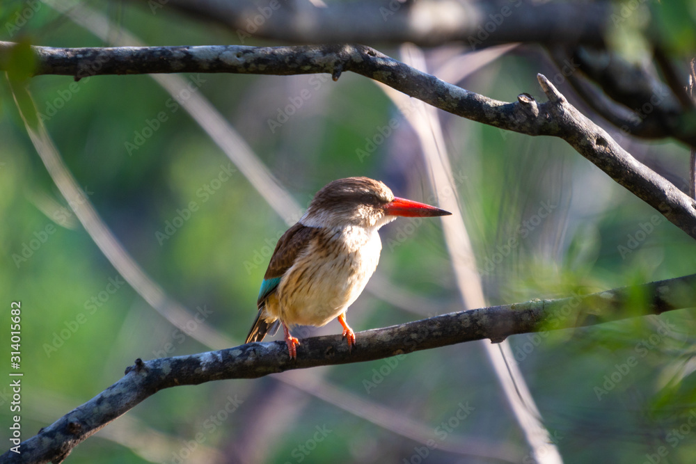 Fototapeta premium A Brown-hooded kingfisher resting on a branch in the Hluhluwe - imfolozi National Park in South Africa