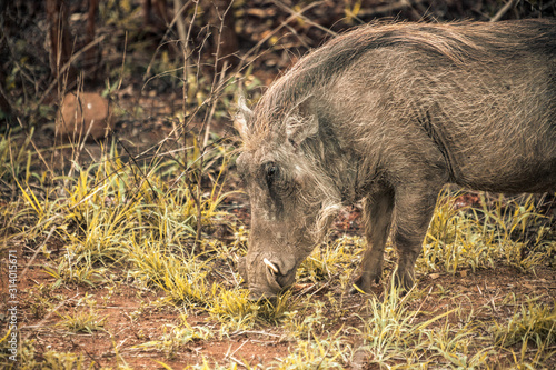A warthog eating grass the Hluhluwe - imfolozi National Park in South Africa