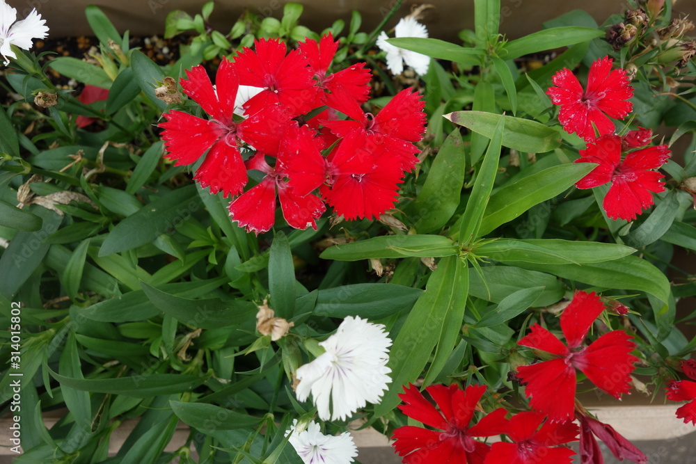 冬に咲いた赤い撫子の花 Stock Photo Adobe Stock