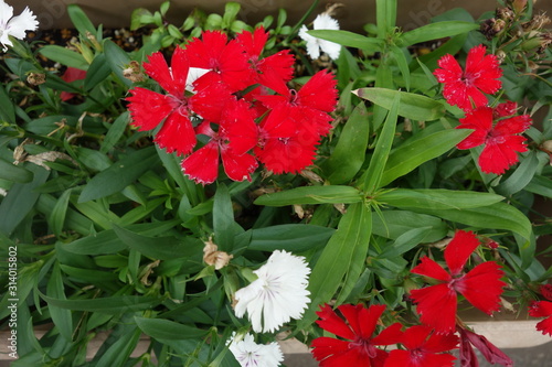 冬に咲いた赤い撫子の花 Stock Photo Adobe Stock 冬に咲いた赤い撫子の花 Stock Photo Adobe Stock