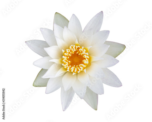 White lotus flower beautiful lotus isolated on white background. Top view.