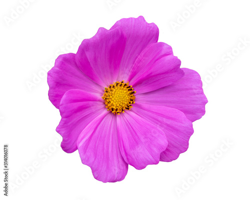 Close up pink cosmos flower isolated on white background.