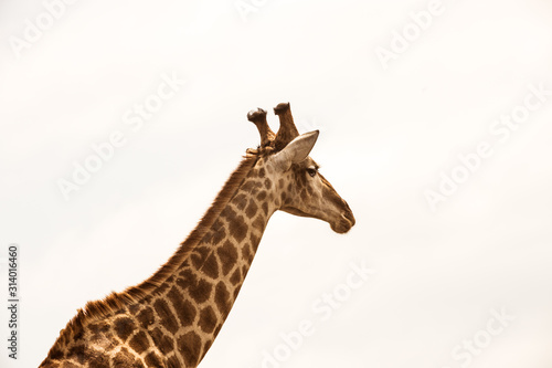 A giraffe during a safari in the Hluhluwe - imfolozi National Park in South Africa