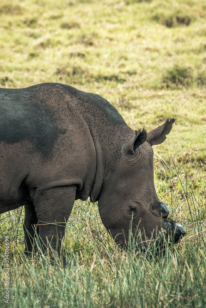 Obraz premium Black rhino eating grass in the Isimangaliso National Park in Southafrica