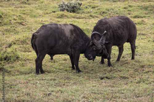 Two buffalos parring and playing in the Isimangaliso National Park in Southafrica