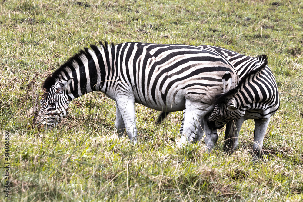 Zebras eating grass in the Isimangaliso National Park in Southafrica Zebras eating grass in the Isimangaliso National Park in Southafrica