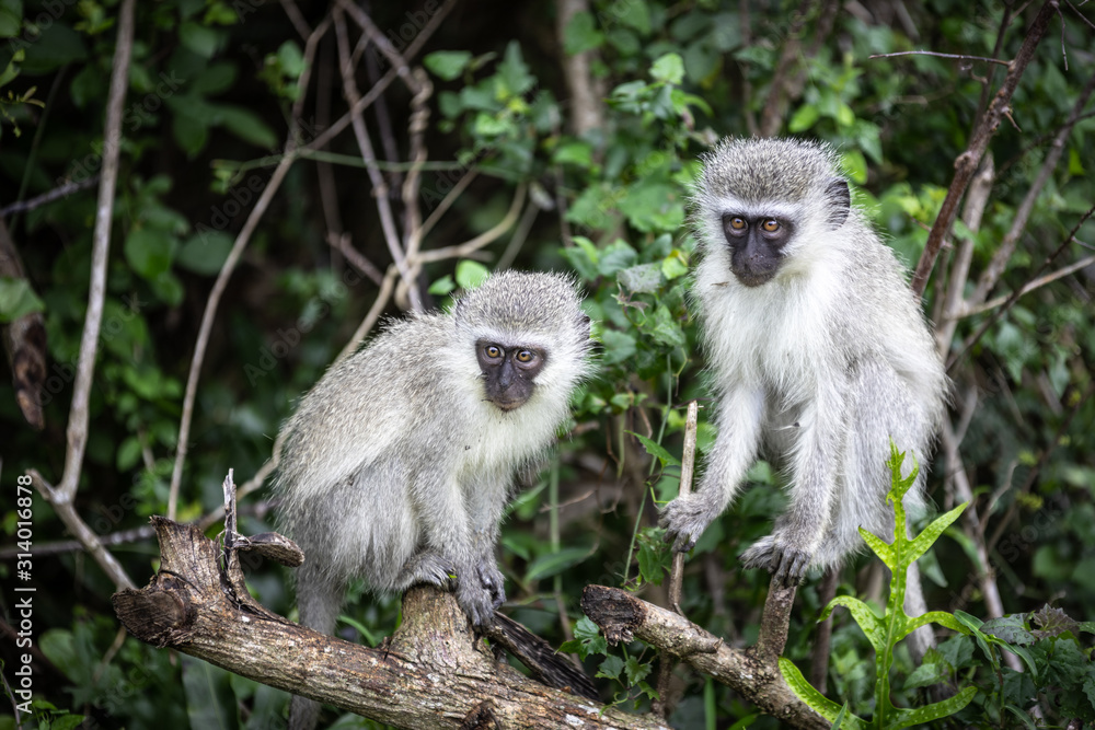 Two vervet monkeys (chlorocebus pygerythrus) in the Isimangaliso National Park in Southafrica