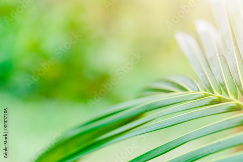 Palm Tree Leaves raise up on blue sky background.palm sunday concept. photo