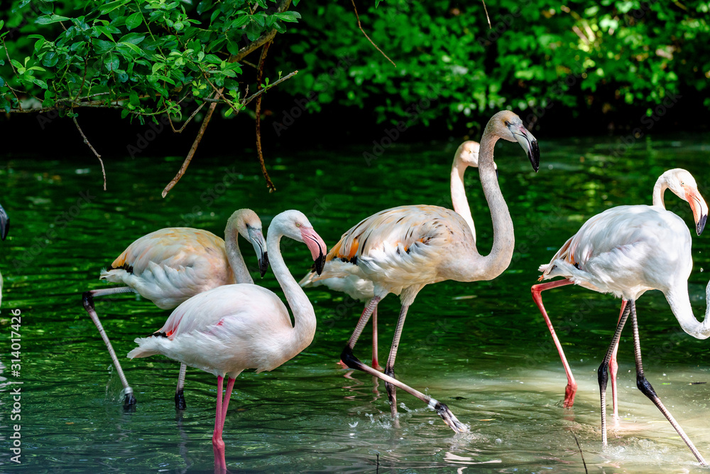 The American flamingo, Phoenicopterus ruber is a large species of flamingo
