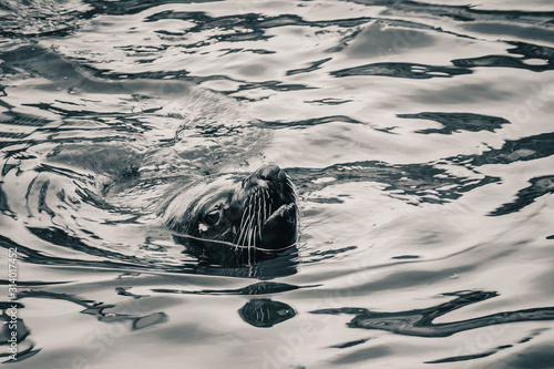 A seal swimming in Kalk Bay harbor, near Cape Town, South Africa photo