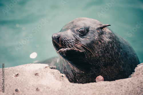 A seal swimming in Kalk Bay harbor, near Cape Town, South Africa