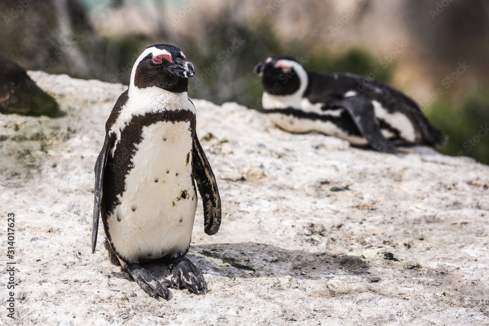 Naklejka premium Penguin colony in Boulders beach, hosting more than 3000 penguins near Cape Town, South Africa