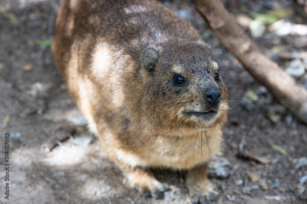 A Rock Hyrax (or dassie) in Boulders beach penguin colony in Cape Town, South Africa A Rock Hyrax (or dassie) in Boulders beach penguin colony in Cape Town, South Africa