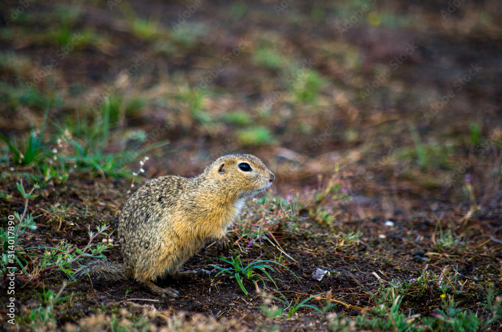 The European ground squirrel (Spermophilus citellus) The European ground squirrel (Spermophilus citellus)