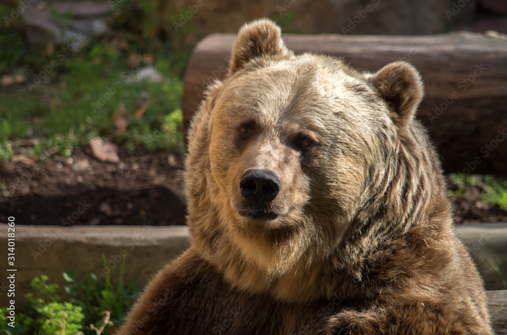 The brown bear (Ursus arctos) is a bear that is found across much of northern Eurasia and North America.