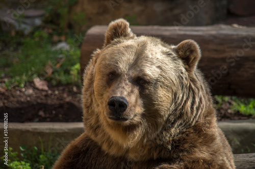 The brown bear (Ursus arctos) is a bear that is found across much of northern Eurasia and North America.