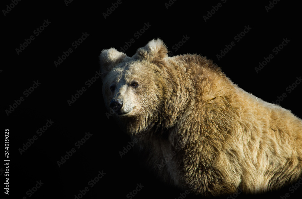 Fototapeta premium Himalayan brown bear on black background