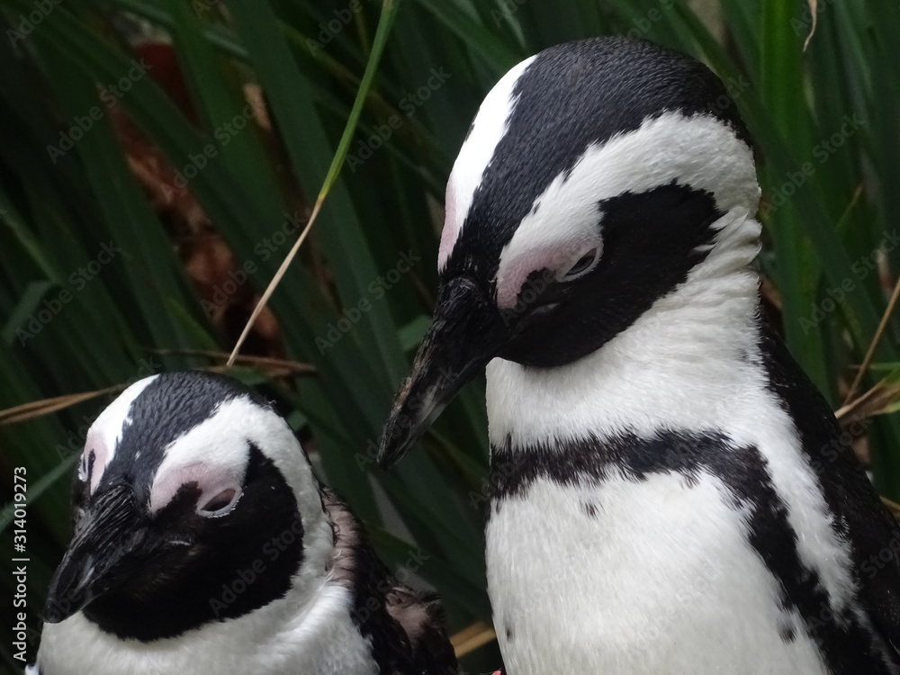 Obraz premium Brillenpinguin