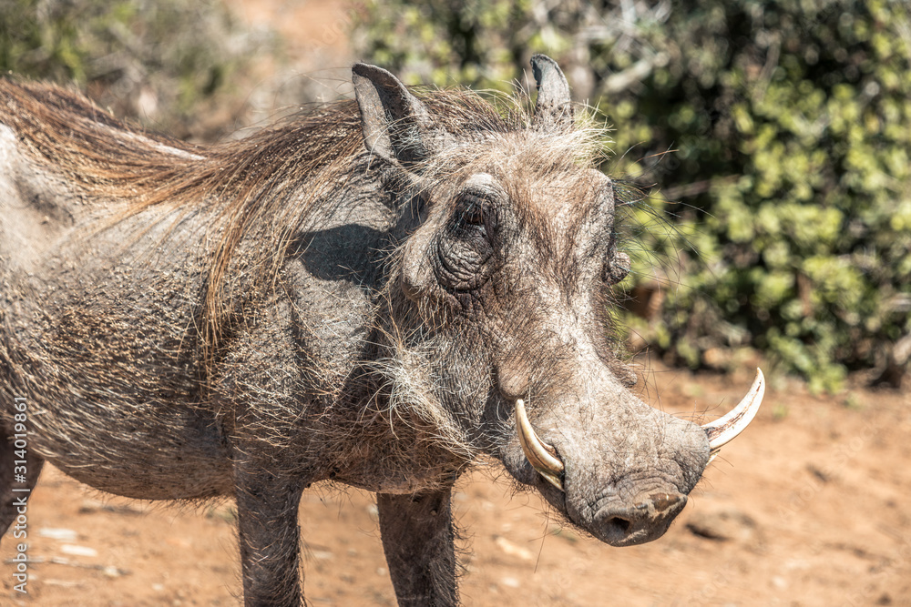 Warthog in the Addo Elephant National Park, near Port Elizabeth, South Africa Warthog in the Addo Elephant National Park, near Port Elizabeth, South Africa