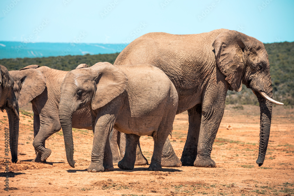 Obraz premium Elephants in the Addo Elephant National Park, near Port Elizabeth, South Africa