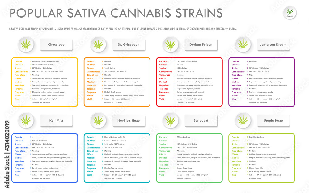 Popular Sativa Cannabis Strains horizontal business infographic illustration about cannabis as herbal alternative medicine and chemical therapy, healthcare and medical science vector.